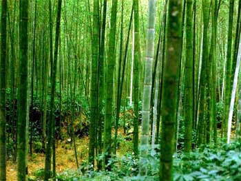 O bambu é um vegetal típico da China
